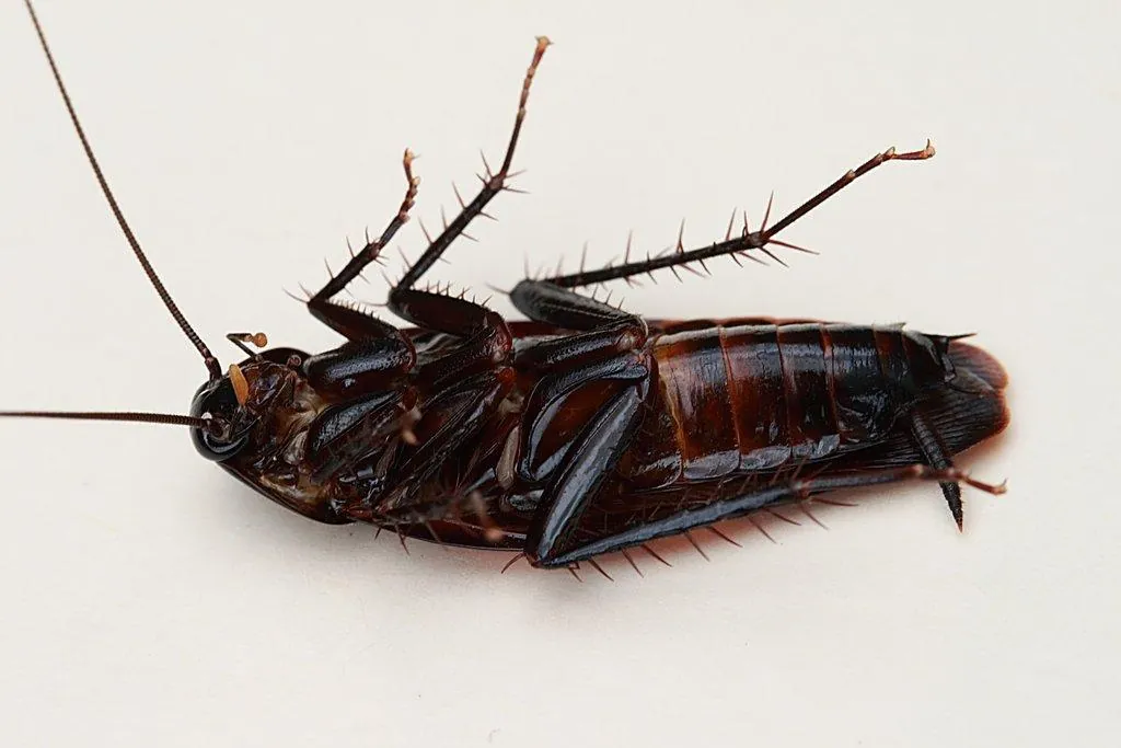 Smokybrown Cockroach